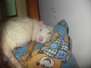 DSC00060